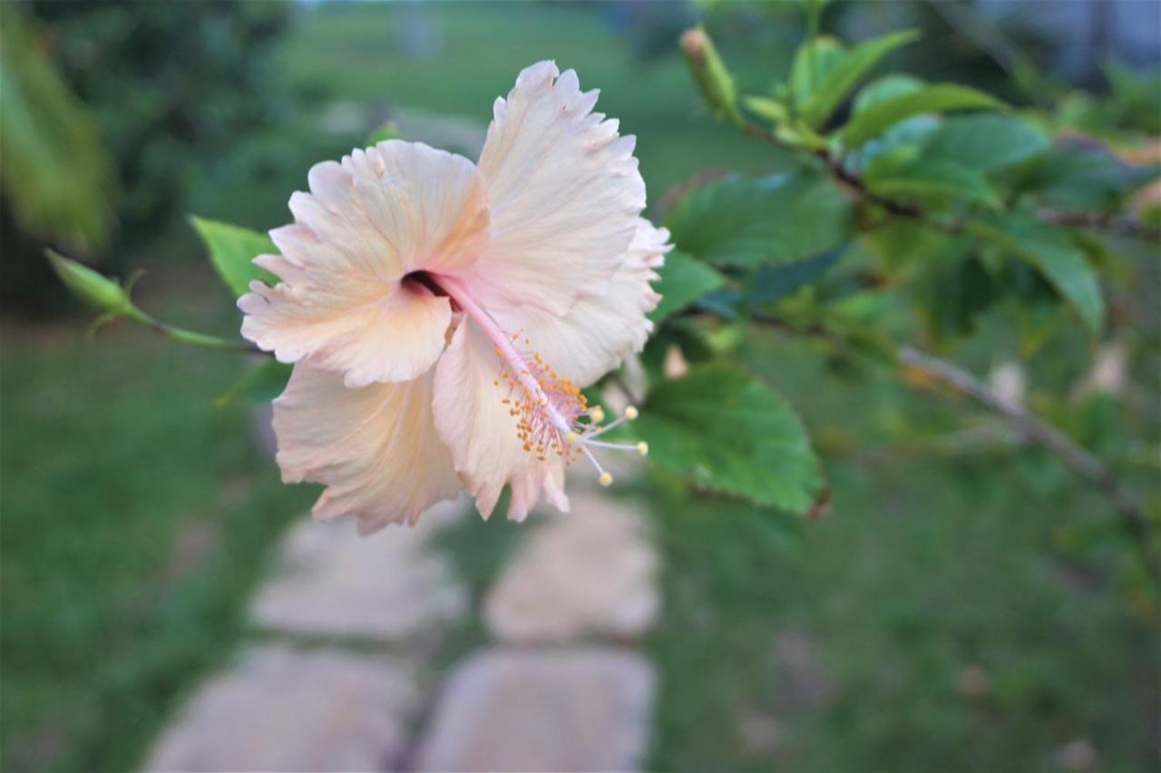 Lanka Beach Boutique Bungalows & Grand Villa Tangalle Εξωτερικό φωτογραφία
